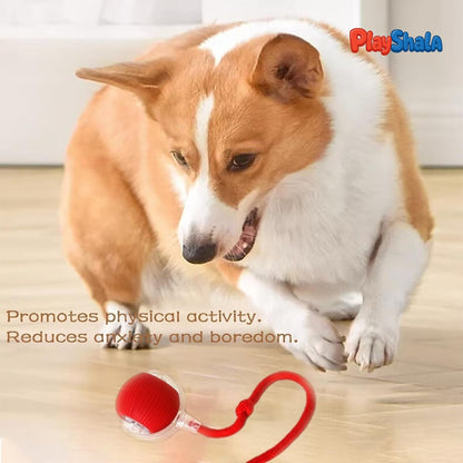Playshala Chase Toy for Small Pets